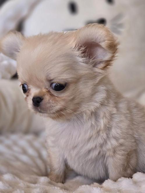 Mooie langharige mini chihuahua puppy's, Dieren en Toebehoren, Honden | Chihuahua's en Gezelschapshonden, Meerdere dieren, Chihuahua