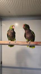 1-1 Wijnborst Amazone bewezen koppel, Dieren en Toebehoren, Vogels | Parkieten en Papegaaien, Meerdere dieren, Papegaai