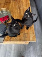 Kittens halve britse kortharen zwart, Dieren en Toebehoren, Katten en Kittens | Raskatten | Korthaar, Kater, Ontwormd, 0 tot 2 jaar