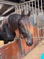 Veel belovende friese hengst vol papier sterke moederlijn, Dieren en Toebehoren, Paarden, Minder dan 160 cm, 0 tot 2 jaar, Hengst