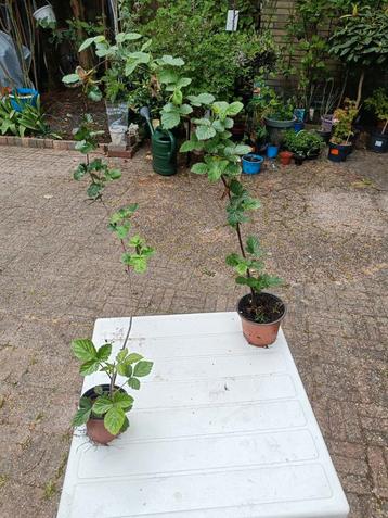 Doornloze braam (Rubus fruticosus )  Dubbele boog plant beschikbaar voor biedingen