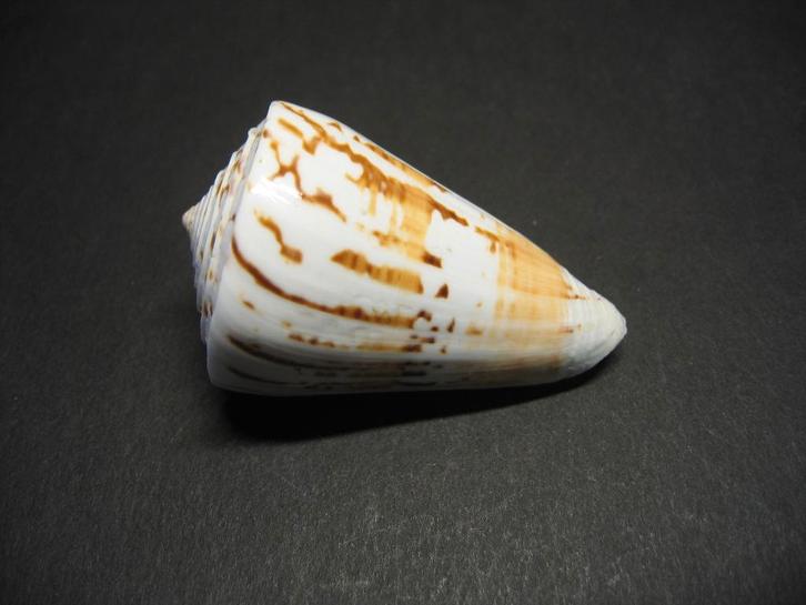 Schelpen: Conus araneosus  Lightfoot, 1786., Verzamelen, Mineralen en Fossielen, Schelp(en), Ophalen of Verzenden