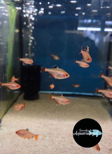 Hyphessobrycon callistus – Rode Minor beschikbaar voor biedingen