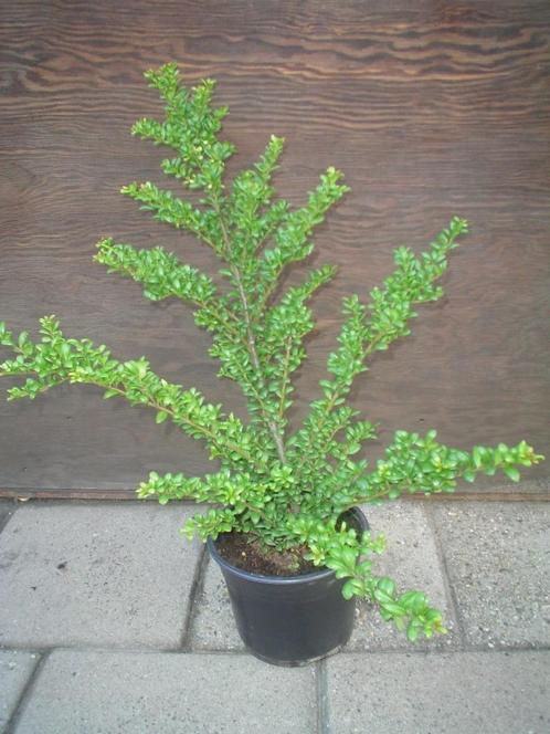 Ilex crenata 'Convexa' (Japanse hulst), Tuin en Terras, Planten | Struiken en Hagen, Struik, Overige soorten, Minder dan 100 cm