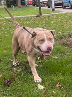 American bully XL/Amstaff Teef 3 jaar, Dieren en Toebehoren, Particulier, Rabiës (hondsdolheid), Buitenland, Teef
