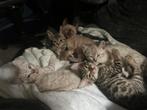 Bengaalse kittens, Dieren en Toebehoren, Katten en Kittens | Raskatten | Korthaar, Meerdere dieren, Gechipt, 0 tot 2 jaar