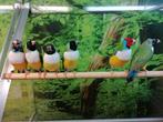 Gouldamadines koud kweek., Meerdere dieren