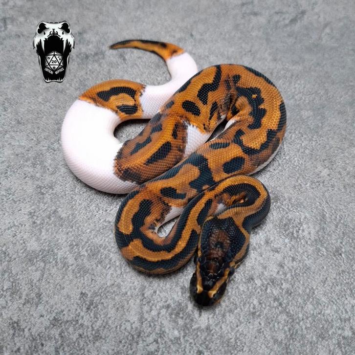1.0 Mandarin Leopard Pied NK25 (pythons regius)