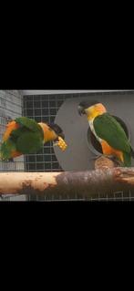 Caique, Meerdere dieren, Papegaai