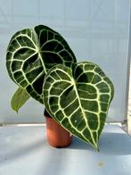 Anthurium clarinervium - Crystal Anthurium P12, Overige soorten, In pot, Minder dan 100 cm, Groene kamerplant