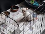 Super leuke kruising chihuahua x poedel pups laatste 2, Dieren en Toebehoren, Honden | Chihuahua's en Gezelschapshonden, 8 tot 15 weken
