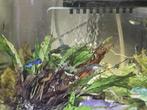 bleu moscow guppen, Dieren en Toebehoren, Vissen | Aquariumvissen, Vis