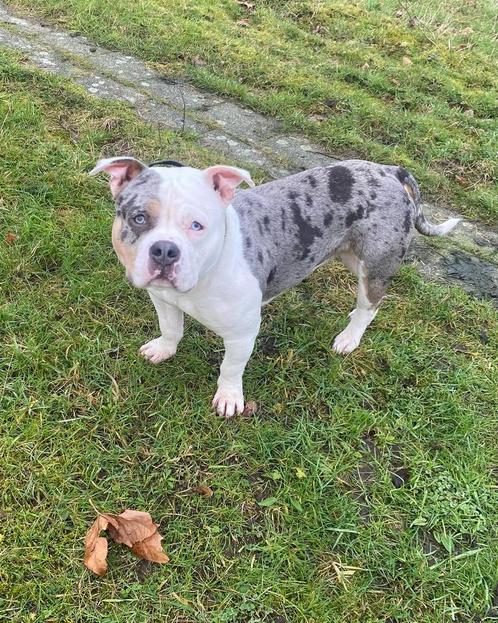 American bully pocket dekreu!, Dieren en Toebehoren, Honden | Dekreuen, Reu, Particulier, Eén hond, Nederland, 1 tot 2 jaar, CDV (hondenziekte)