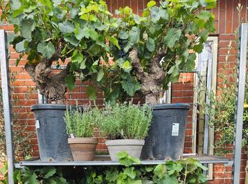 Oude druif / druivenboom Vitis Vinifera dikke stam - blauwe  beschikbaar voor biedingen