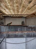 Rosella pop, Dieren en Toebehoren, Vrouwelijk, Parkiet, Geringd