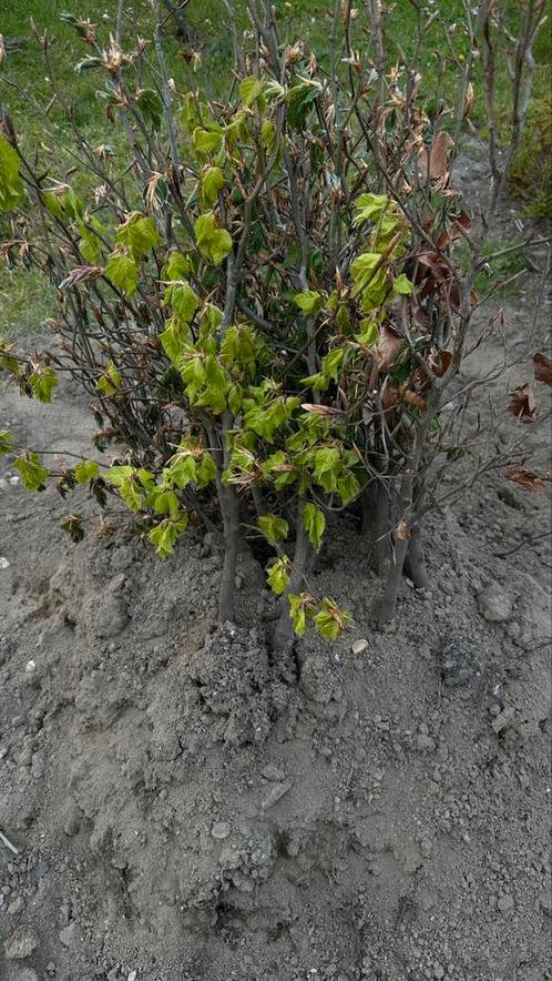 Carpinus Haag, Tuin en Terras, Planten | Struiken en Hagen, Beukenhaag, Minder dan 100 cm, Ophalen of Verzenden