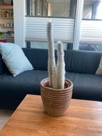 Zachte cactus in pot, Huis en Inrichting, Kamerplanten, Cactus, Minder dan 100 cm, Halfschaduw, In pot
