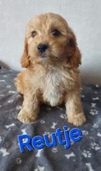 Cockapoo's puppie's Reutjes en Teefjes Beschikbaar., Dieren en Toebehoren, Overige rassen, CDV (hondenziekte), 8 tot 15 weken