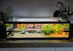 Schildpadden met bak, Dieren en Toebehoren, Reptielen en Amfibieën | Toebehoren, Ophalen, Zo goed als nieuw