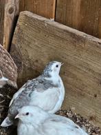 Japanse kwartelhennen 100% celadon, Vrouwelijk, Overige soorten