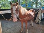 GEZOCHT: beschadigde schleich paarden voor een repaint!, Ophalen of Verzenden