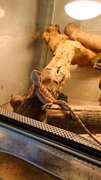 baardagaam orange hypo, Dieren en Toebehoren
