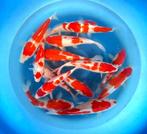 Japankoi, grote keus een en twee jarige koi, bekende kwekers, Karper of Koi