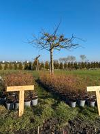 Blauwe bessen struiken C2, Ophalen of Verzenden, In pot, Overige soorten