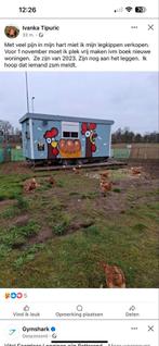 Te koop, Dieren en Toebehoren, Pluimvee, Vrouwelijk, Kip