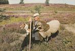 Herder met zijn hond en schapen op de paarse heide., Verzenden, 1960 tot 1980, Gelopen, Drenthe