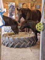 Gezocht: Stuk land voor 3 paarden 24/7 buiten met inloopstal, Dieren en Toebehoren, Stalling en Weidegang, Weidegang, 2 of 3 paarden of pony's