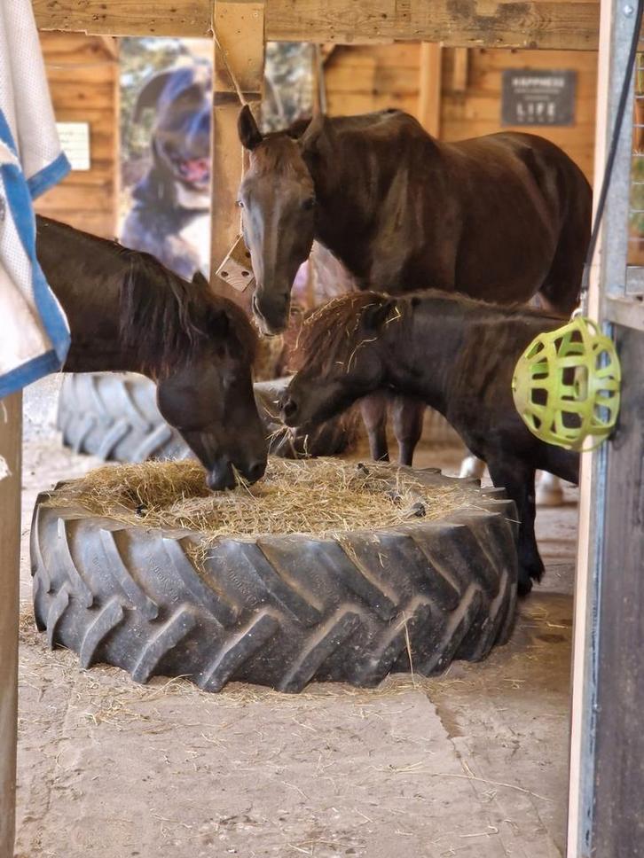 Gezocht: Stuk land voor 3 paarden 24/7 buiten met inloopstal, Dieren en Toebehoren, Stalling en Weidegang, Stalling, Weidegang