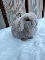 Prachtige extreem lieve Minilop voedstertje, Dieren en Toebehoren, Vrouwelijk