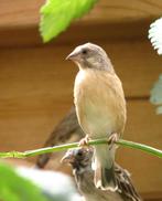 Crithagra citrinipectus, Citroenborst edelzanger, Meerdere dieren, Tropenvogel, Geringd