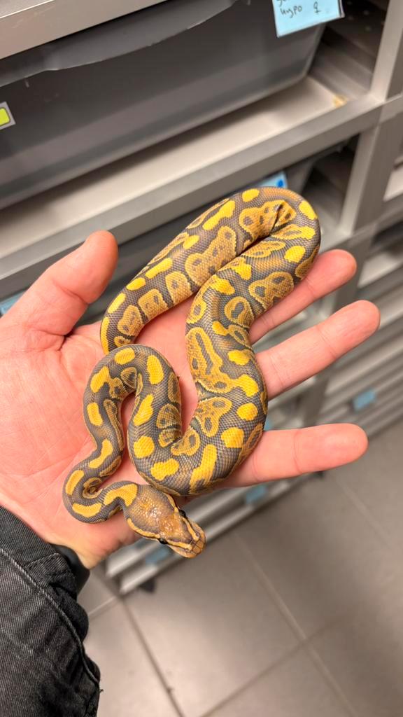 0.1 ghost 100% het clown ball python