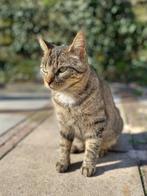 5 jarige poes herplaatsing , europees korthaar, Dieren en Toebehoren, Katten en Kittens | Raskatten | Korthaar, Poes