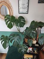Monstera, Huis en Inrichting, Ophalen, Overige soorten, Halfschaduw, In pot
