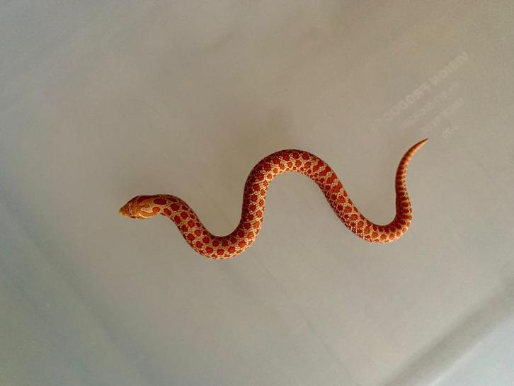 1.0 Heterodon nasicus albino