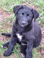 Bijzondere kruising puppy's mogen bijna het nest verlaten!, Dieren en Toebehoren, Honden | Niet-rashonden, Rabiës (hondsdolheid)