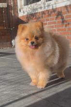 Pomeriaan puppy mini teefje en reutje bearface fci stamboom, Keeshond, 8 tot 15 weken, Meerdere, Meerdere dieren