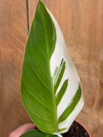 Strelitzia nicolai variegata plant albo white wit, Huis en Inrichting, Ophalen of Verzenden, Overige soorten, Minder dan 100 cm