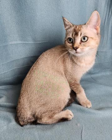 Bijzonder gekleurde poes ticked, Seal point, kitten  beschikbaar voor biedingen