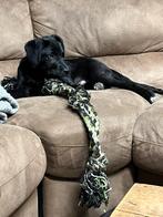 Kruising Canecorso labradoodle reutje, Dieren en Toebehoren, Honden | Niet-rashonden, Parvo, 15 weken tot 1 jaar, Reu, Eén hond