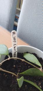 Hoya variant, Huis en Inrichting, Kamerplanten, Ophalen, Halfschaduw, Minder dan 100 cm