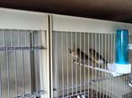 te koop aangeboden ; mooi kanaries, Dieren en Toebehoren, Geslacht onbekend, Zangkanarie