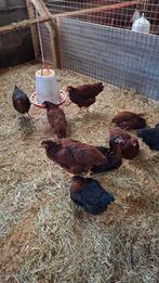 6 Rhode Island Red hennen, Dieren en Toebehoren, Pluimvee, Vrouwelijk, Kip