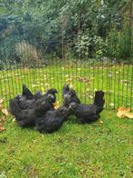 Chabo zwartkop kippen te koop, Dieren en Toebehoren, Pluimvee, Meerdere dieren, Kip