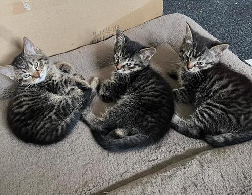 Cyperse kitten kater, Dieren en Toebehoren, Katten en Kittens | Overige Katten, Kortharig, Kater, 0 tot 2 jaar