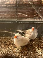 Tekoop jonge zebravinken, Meerdere dieren