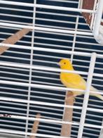 Kanarie met kooi, Dieren en Toebehoren, Vogels | Kanaries, Mannelijk, Zangkanarie